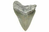 Serrated, Fossil Megalodon Tooth - North Carolina #340860-1